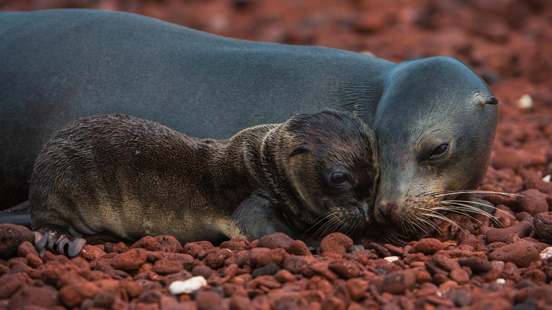 Sealion Mom