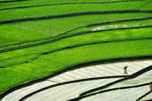 Sichuan Terracefield