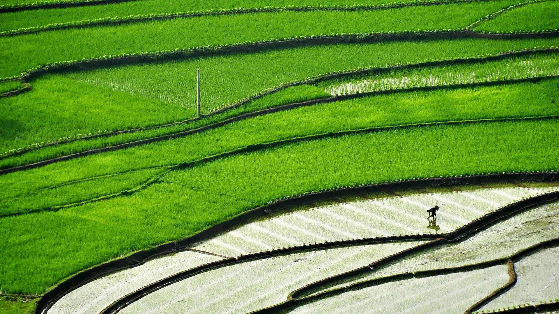 Sichuan Terracefield