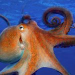 Smiling Octopus