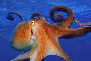 Smiling Octopus