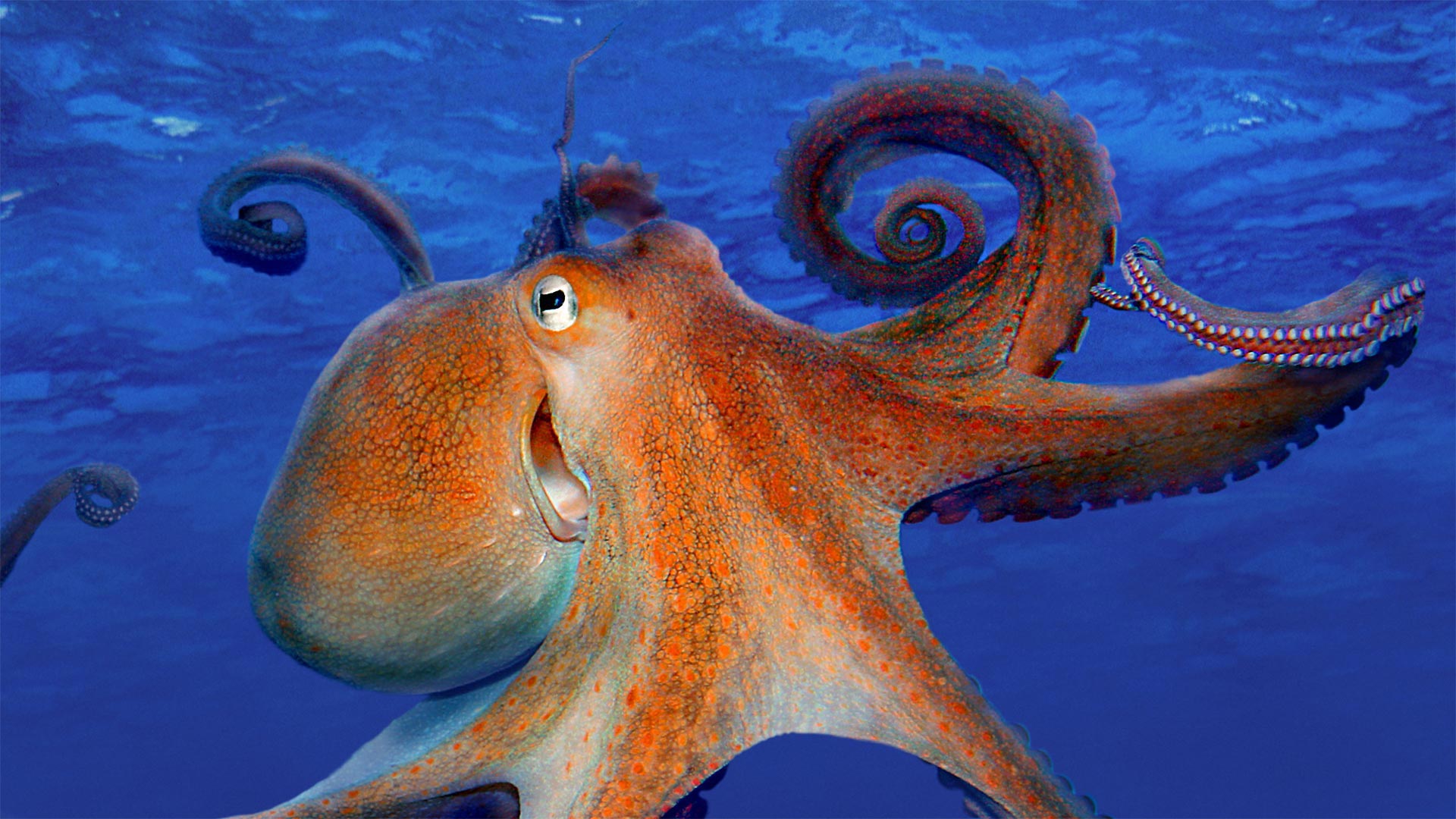 Smiling Octopus