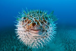 Spotted Porcupinefish