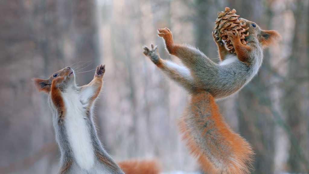 Squirrel Bowl