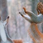 Squirrel Bowl