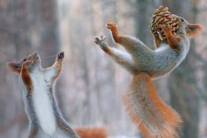 Squirrel Bowl