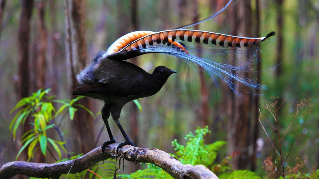 Superb Lyrebird