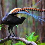 Superb Lyrebird