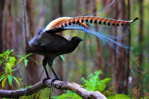 Superb Lyrebird