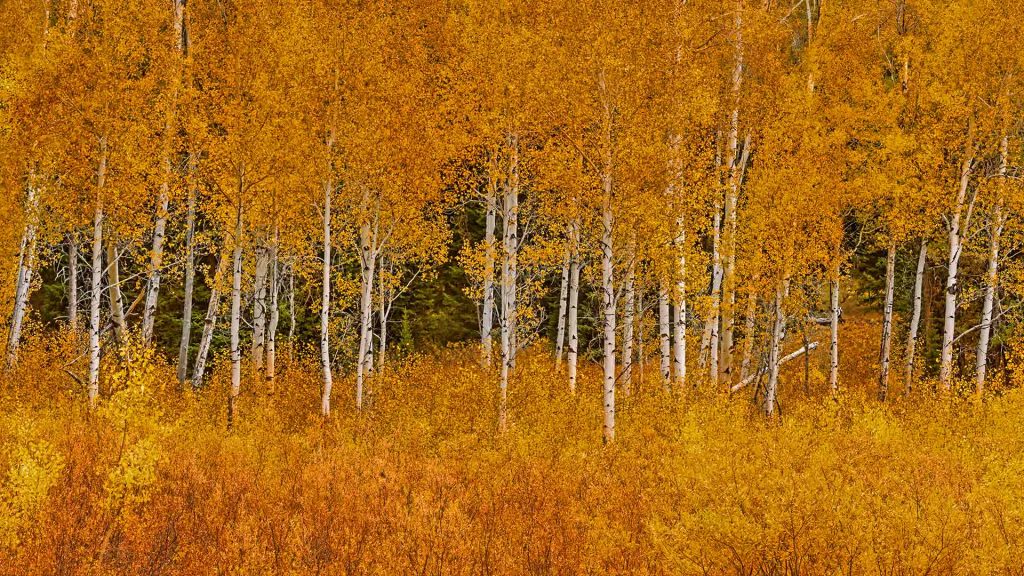 Teton Aspen Golden