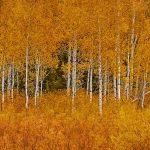 Teton Aspen Golden