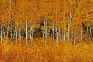 Teton Aspen Golden