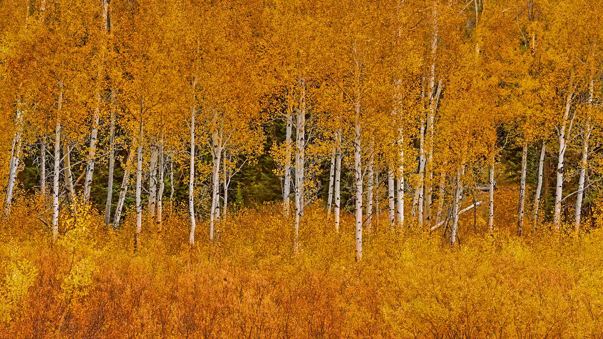 Teton Aspen Golden - Bing Wallpaper Download