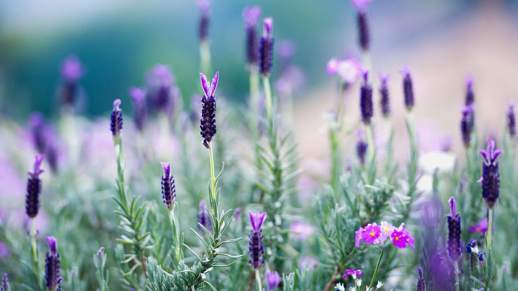 Thailand Lavender