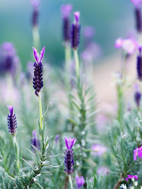 Thailand Lavender – Bing Wallpaper Download