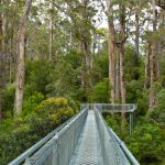 Tingle Tree Walk