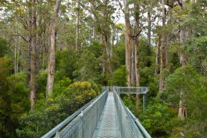 Tingle Tree Walk