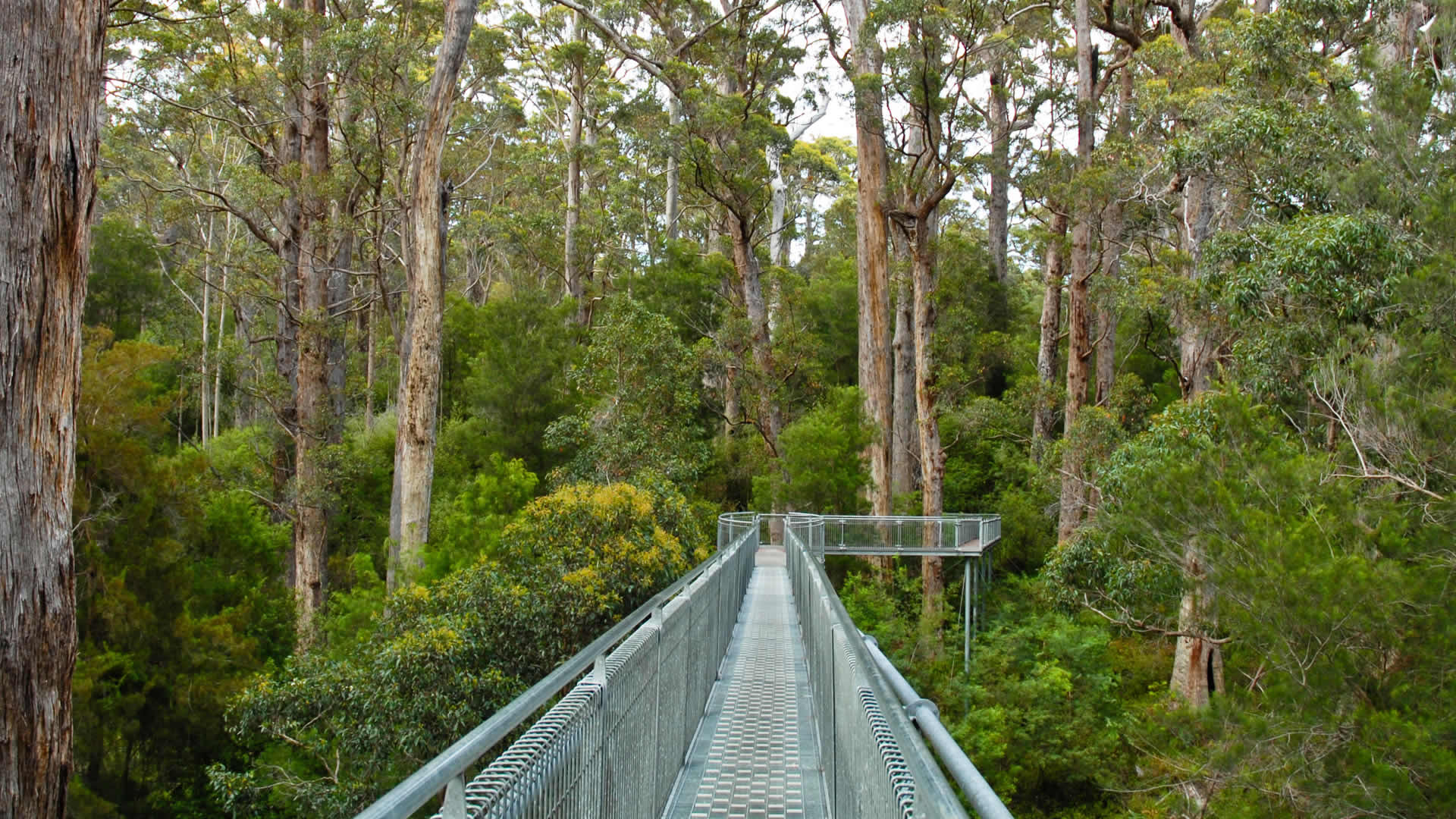 Tingle Tree Walk