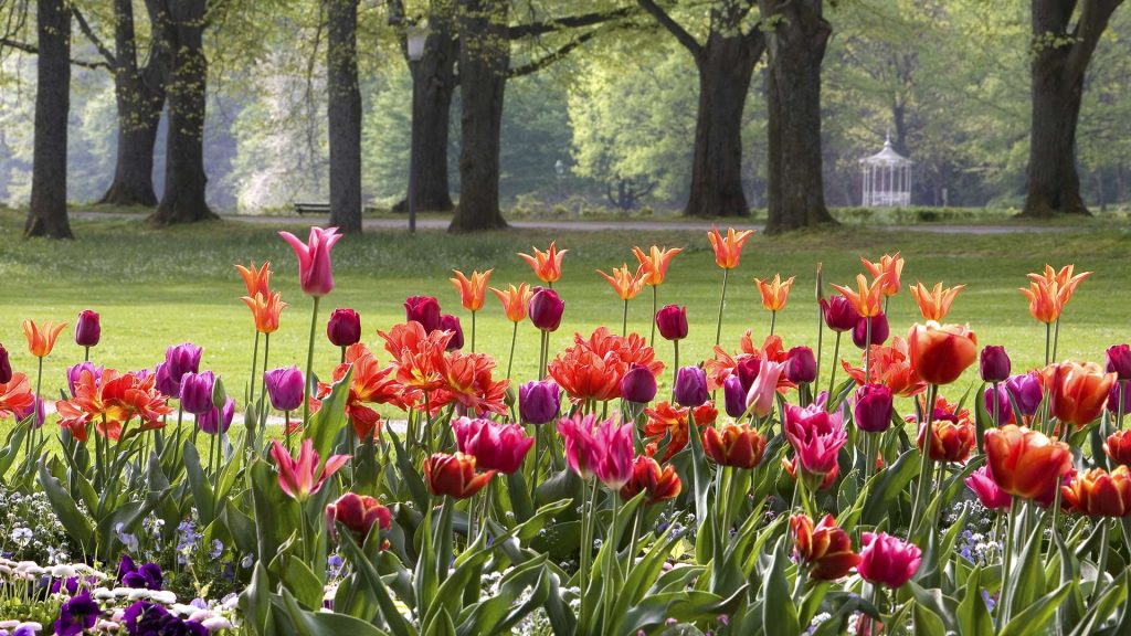 Tulpen Baden Baden – Bing Wallpaper Download