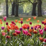 Tulpen Baden Baden