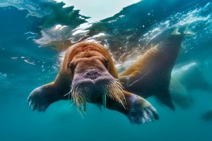 Underwater Walrus