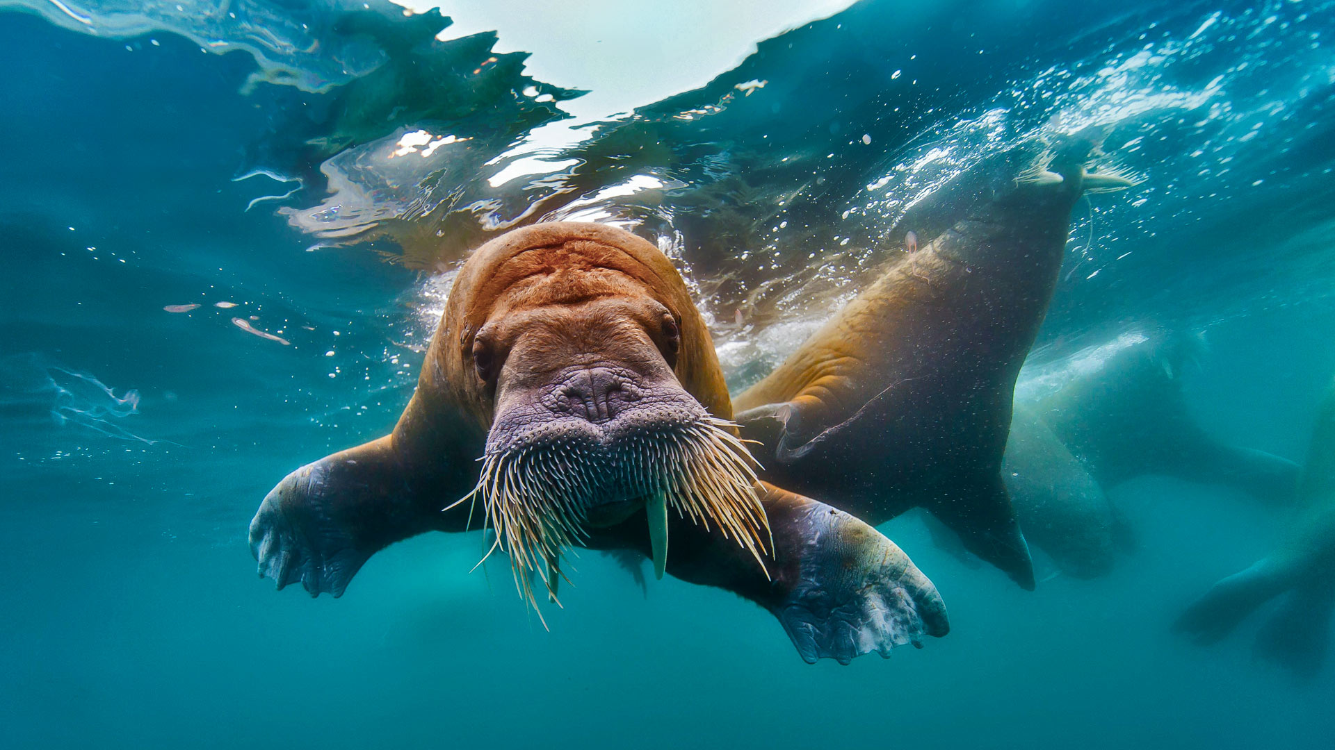 Underwater Walrus