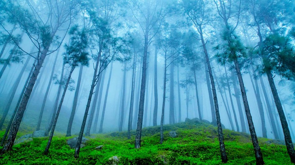 Uttarakhand Pines