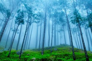 Uttarakhand Pines