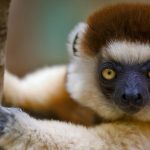 Verreauxs Sifaka