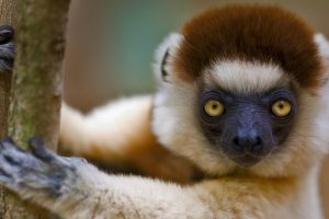 Verreauxs Sifaka