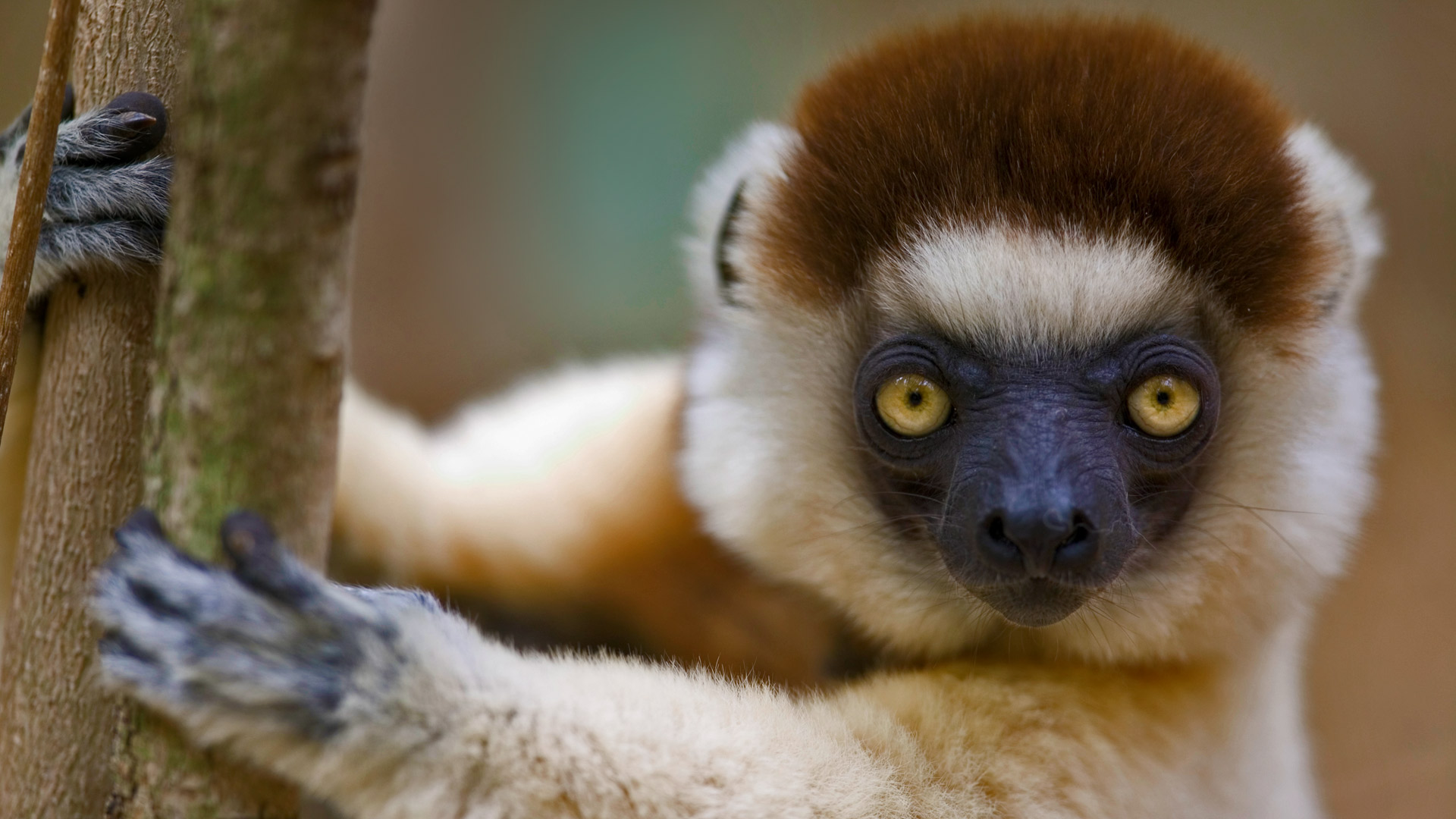 Verreauxs Sifaka