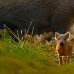 Wild Boar Piglet