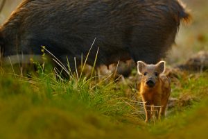 Wild Boar Piglet