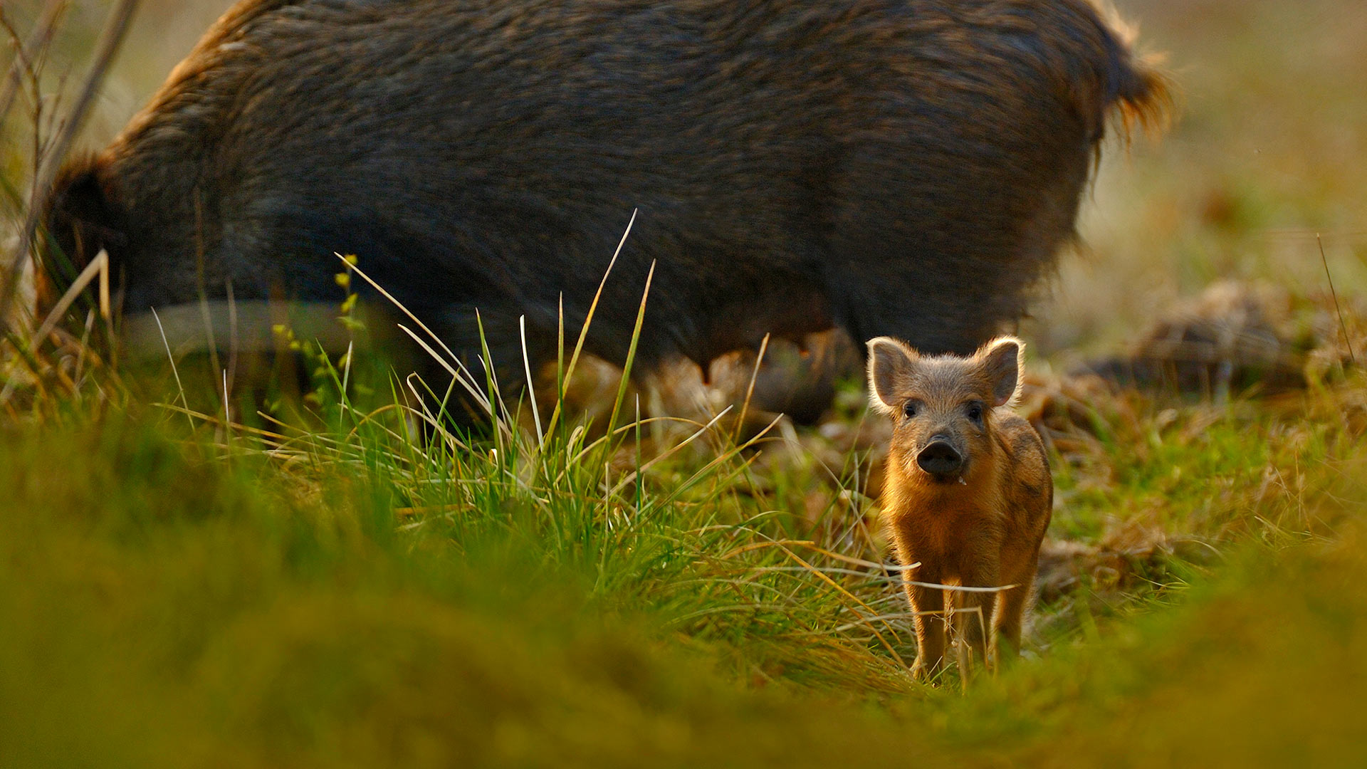 Wild Boar Piglet