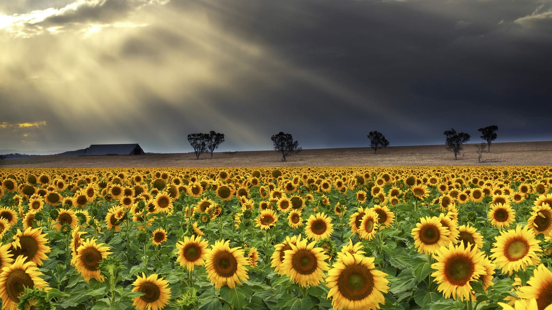 Windy Station – Bing Wallpaper Download