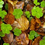 Woodsorrel Leaves