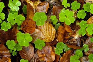 Woodsorrel Leaves