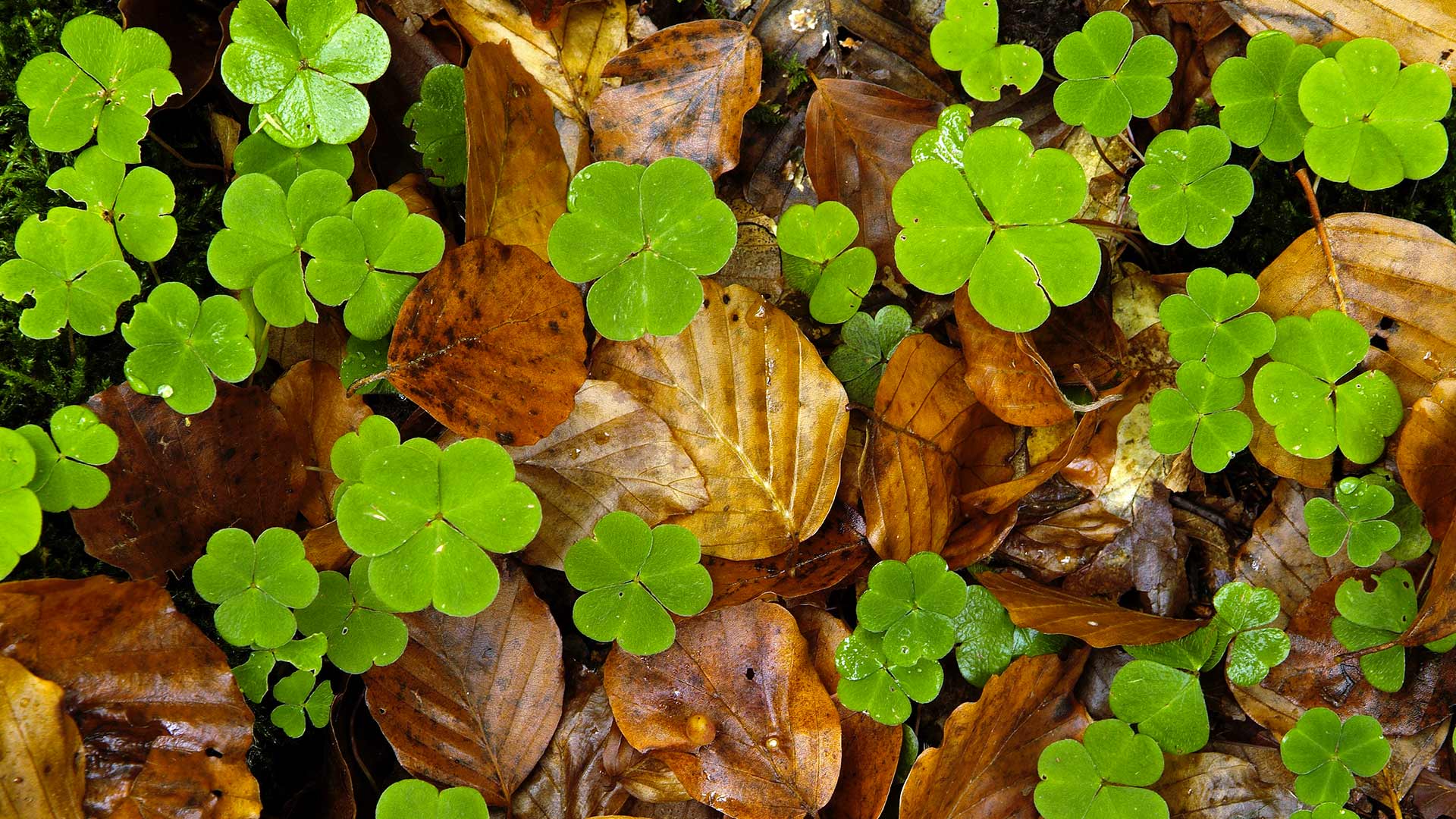 Woodsorrel Leaves