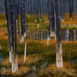 Yellowstone Forest