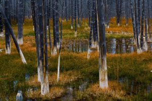 Yellowstone Forest