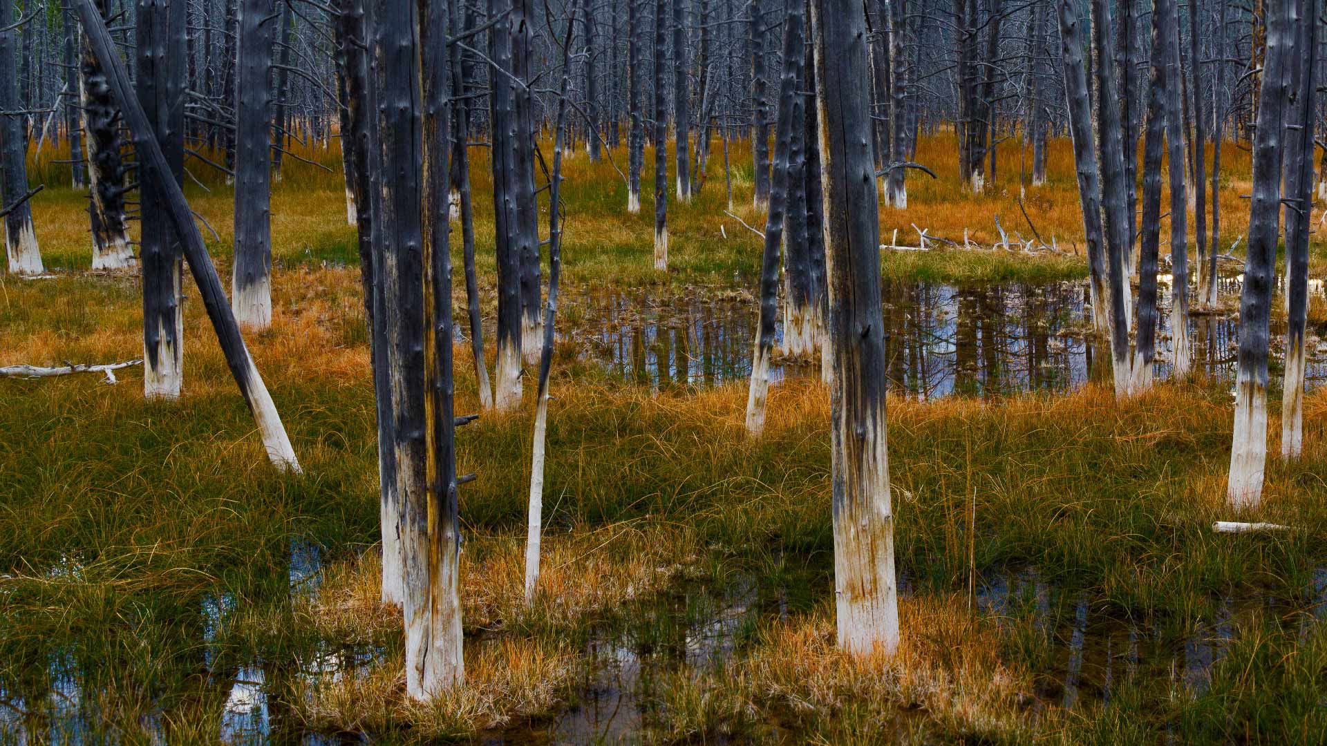 Yellowstone Forest