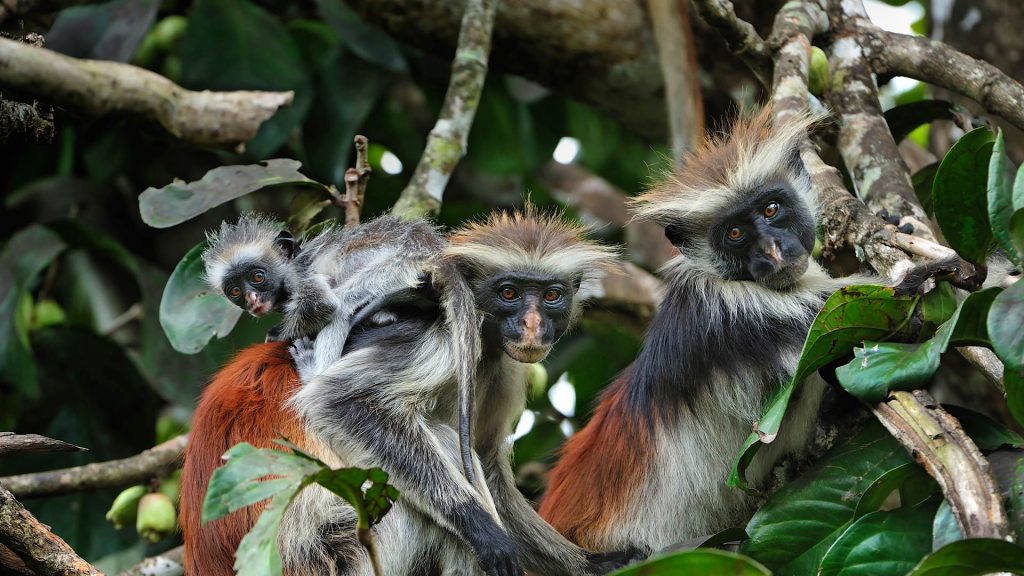 Zanzibar Red Colobus