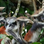 Zanzibar Red Colobus