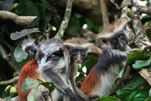 Zanzibar Red Colobus