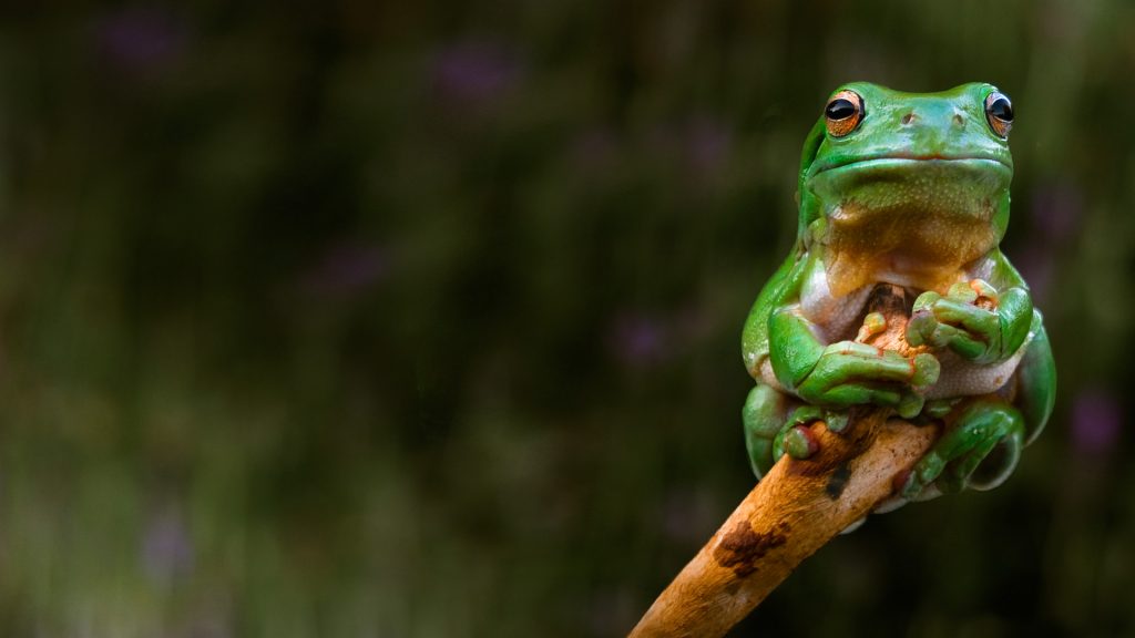 Adelaide Frog