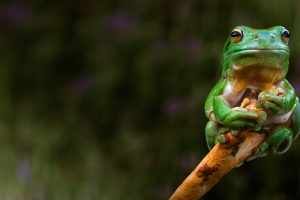 Adelaide Frog