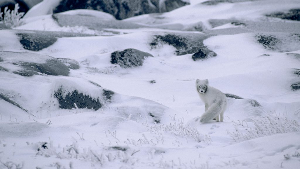 Arctic Foxtest