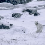 Arctic Foxtest