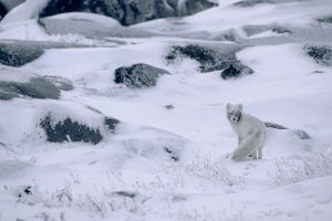 Arctic Foxtest