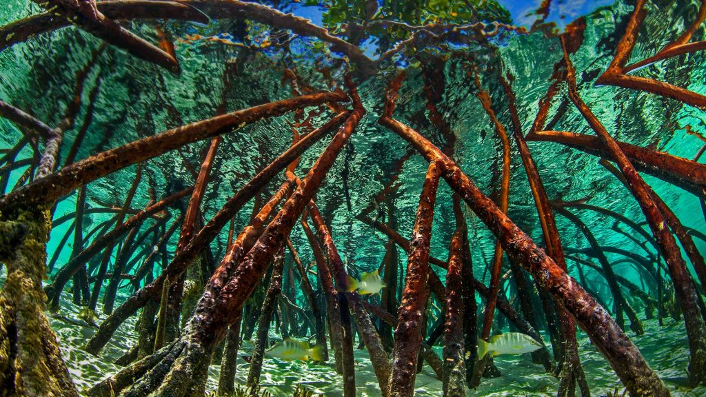 Bahamas Mangroves